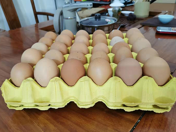 山东30枚鸡蛋托